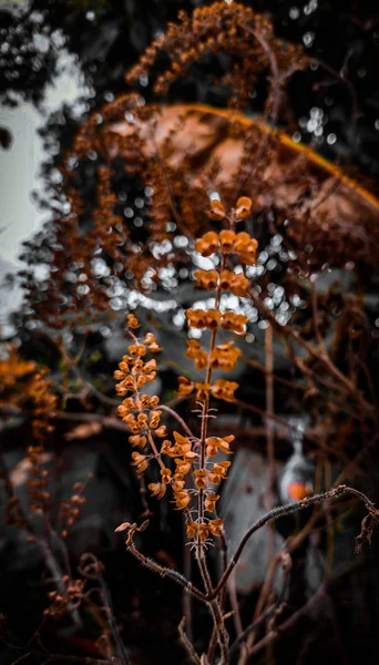 Kurutulmuş fesleğen ağacının yakın plan görüntüsü. Bu fotoğraf Ocak 2020 'de çekildi..