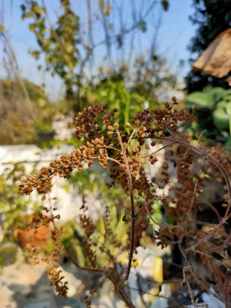 Kurutulmuş fesleğen ağacı.