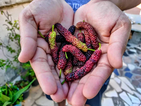 Kırmızı dut meyvesi, taze dut meyvesi..