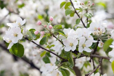 A branch of blooming apple tree clipart