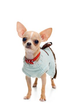 Chihuahua köpek elbise