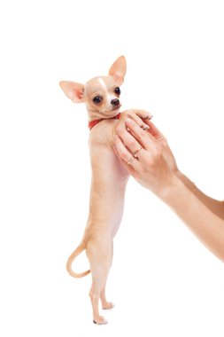 Kadın ellerin holding chihuahua 