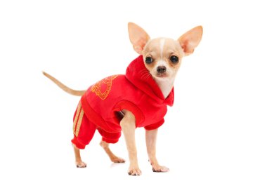 Kırmızı elbiseli bir Chihuahua 
