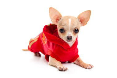Kırmızı elbiseli bir Chihuahua 