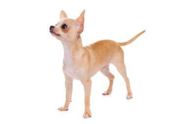 beyaz izole chihuahua köpek yavrusu