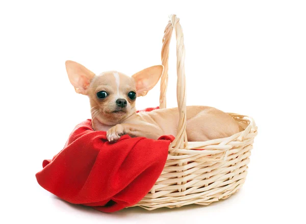 Retrato de um Chihuahua em uma cesta de vime — Fotografia de Stock