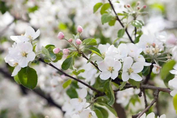 Gałęzi kwitnących jabłoni — Zdjęcie stockowe