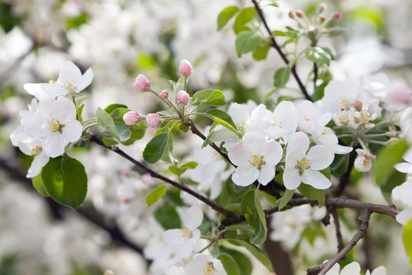 Une branche de pommier en fleurs — Photo