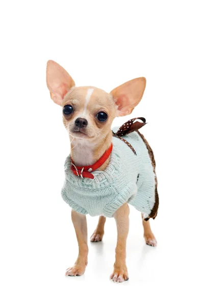Chihuahua cachorro em um vestido — Fotografia de Stock