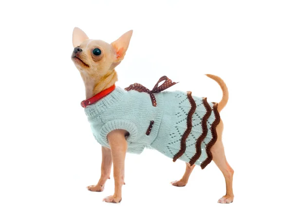 Chihuahua pup in een jurk — Stockfoto