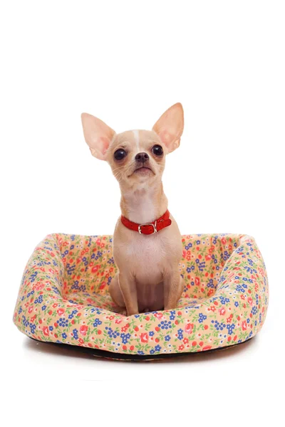 Chihuahua dans le panier isolé — Photo