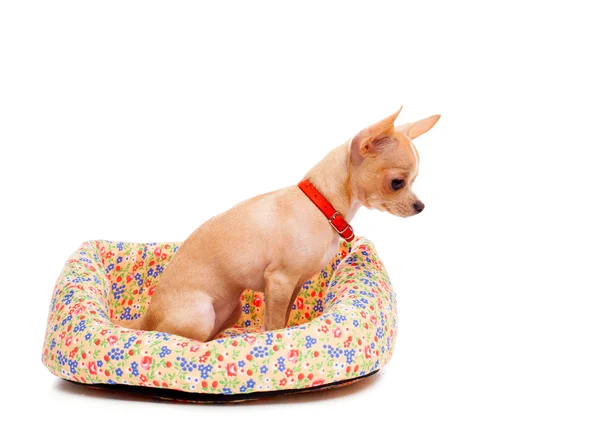 Chihuahua no cesto isolado — Fotografia de Stock