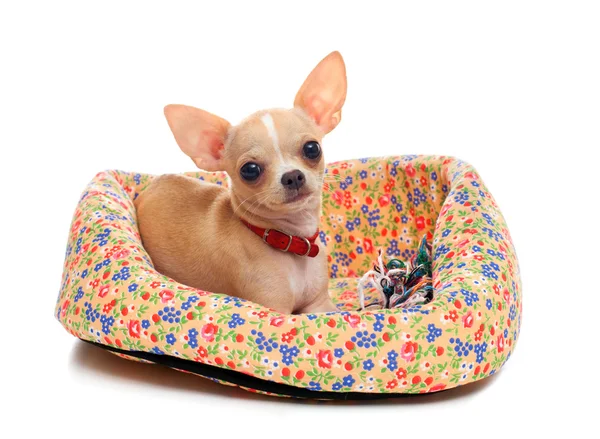 Chihuahua no cesto isolado — Fotografia de Stock