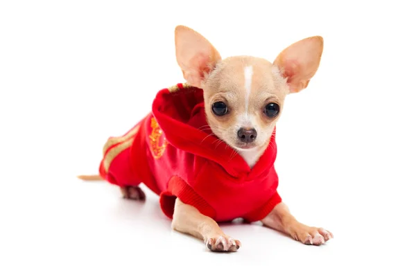 Chihuahua num fato vermelho — Fotografia de Stock