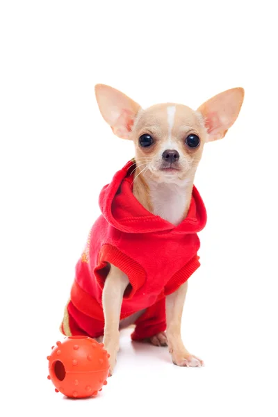 Chihuahua en traje rojo —  Fotos de Stock