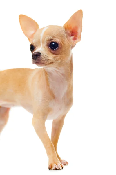 Chihuahua chiot isolé sur blanc — Photo