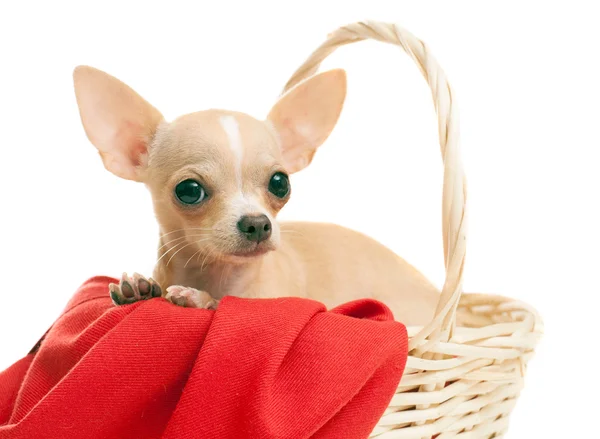 Retrato de um Chihuahua em uma cesta de vime — Fotografia de Stock