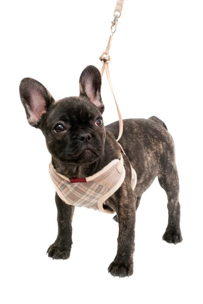 köpek yavrusu Fransız buldozer