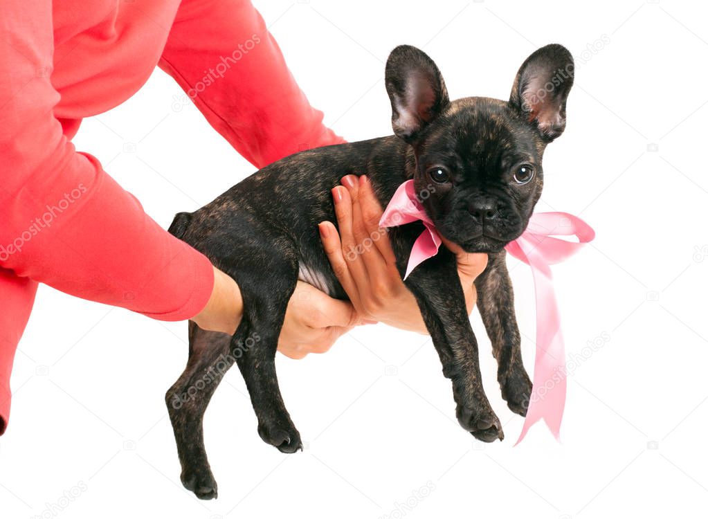 Woman holding  puppy as a gift