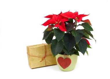 Kırmızı Atatürk çiçeği ve hediye kutusu