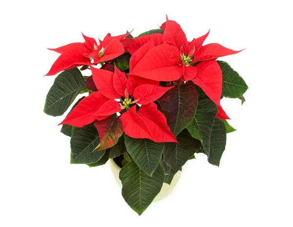 Poinsettia roja aislada — Foto de Stock