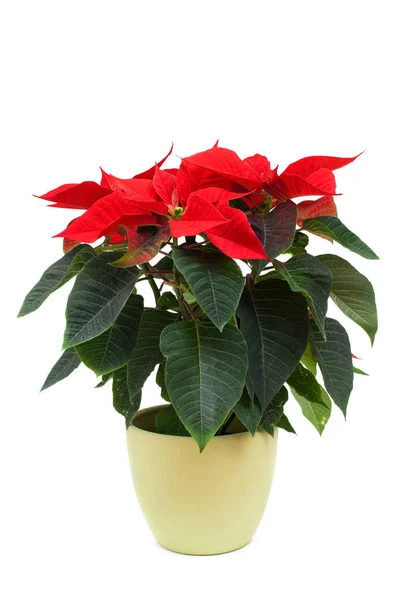 Plant of Poinsettia with red foliage — Stock Photo, Image