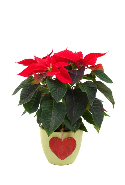 Poinsettia en maceta aislada — Foto de Stock