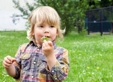 küçük yakışıklı çiçek