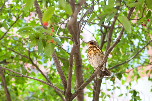 Bird on a branch of amelanchier — Stock Photo, Image