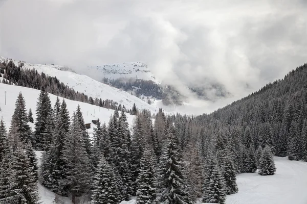 Alberi Abete Sulla Neve Sulle Pendici Della Montagna — Foto Stock