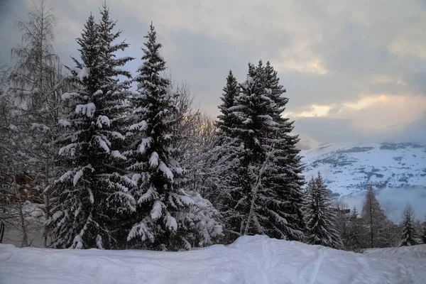 Vista Della Foresta Serale Montagna Invernale — Foto Stock