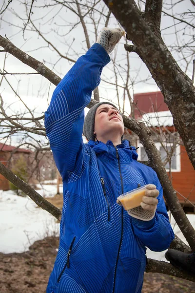 A young man is closing up with tree-pruning paste at country house, Russia