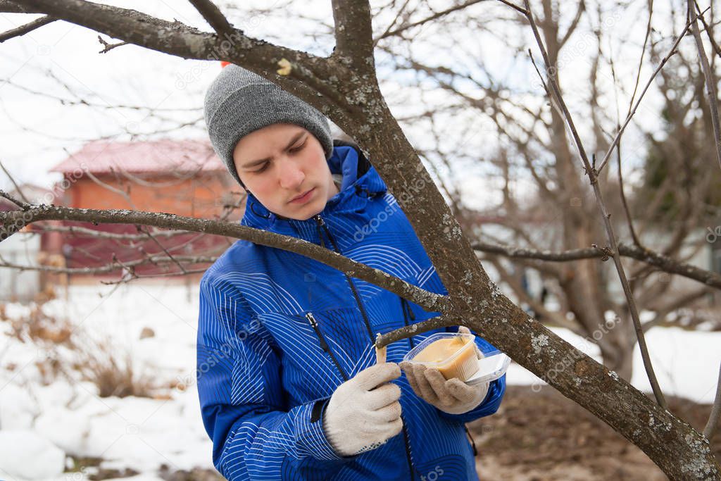 A young boy is closing up with tree-pruning paste, Russia