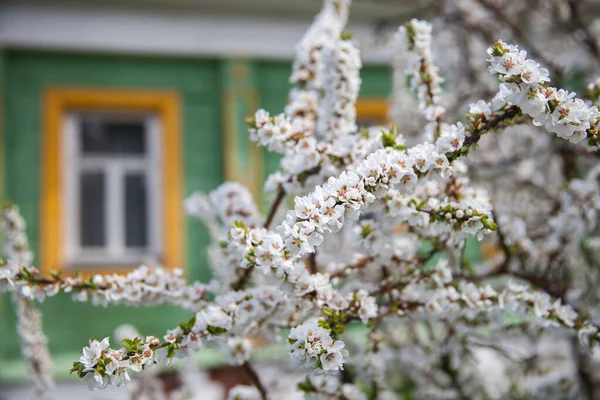 Ramură Înfloritoare Cireșe Casa Lemn Din Satul Rusesc — Fotografie, imagine de stoc