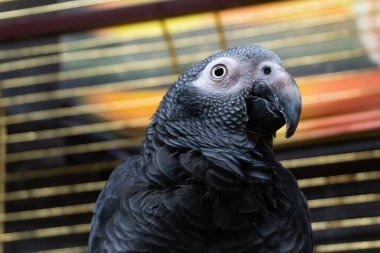 Tahta çitin tepesinde oturan bir papağan.