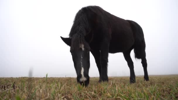A black horse grazes early in the morning in a foggy field. morning atmosphere — Stock Video