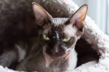  Yeşil gözlü Kanadalı sfenks kedisi kedilerin sıcak evinde yatıyor.