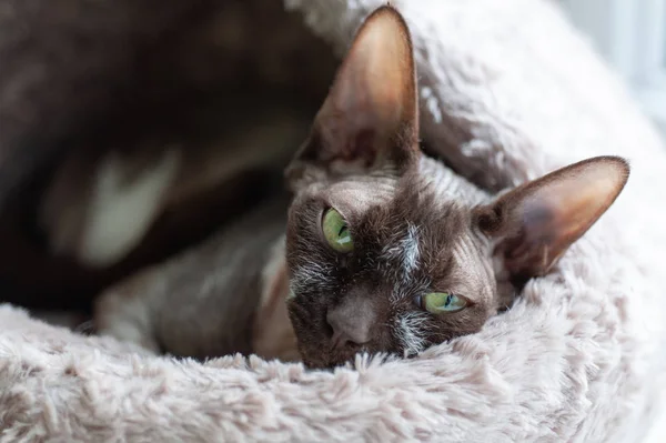 Canadian sphynx cat with green eyes lies in a warm house for cats
