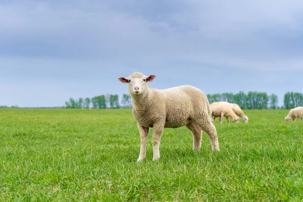 Pascoli agnello su un campo verde in una giornata di sole in estate Fotografia Stock