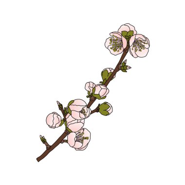 Kirazın narin pembe çiçekleri. Çiçek açan Japon sakurasının bir dalı. İzole edilmiş. Çizgi film tarzında beyaz arkaplanda vektör çizimi. Posterler, kartlar, baskı, tekstil ve diğer dekorlar için.
