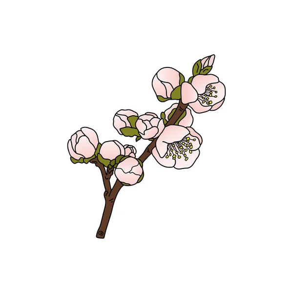 Flores Rosa Delicadas Cereja Selvagem Ramo Florescente Sakura Japonesa Isolado —  Vetores de Stock