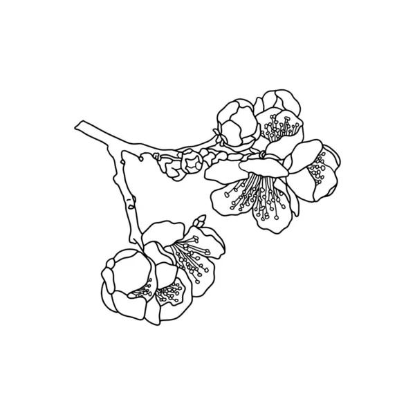Делікатні Дикі Вишневі Квіти Гілка Квітучої Японської Сакури Ізольований Векторна — стоковий вектор