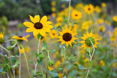 Çiçek ya da çiçek olarak da bilinen çiçek, çiçek açan bitkilerde (Magnoliophyta 'nın bitkilerinde) bulunan üreme yapısıdır (ayrıca anjiosperm olarak da bilinir).).