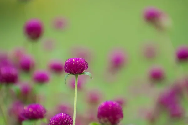 Púrpura Una Opción Común Flor Debido Variedad Tonos Efecto Calmante —  Fotos de Stock