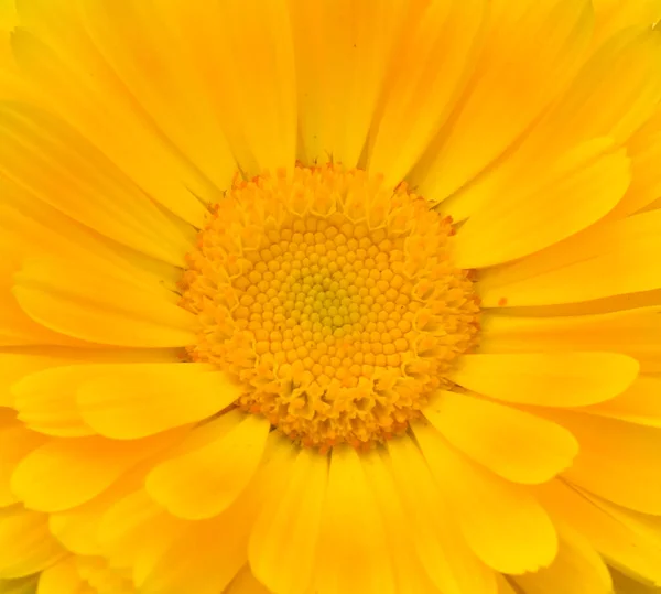 Macro Shot Pot Souci Fleur Jaune Images De Stock Libres De Droits