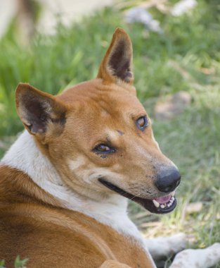 Köpek cinsin bir üyesidir. Bir köpeğin kafasından. Bangladeşli bir köpeğin..