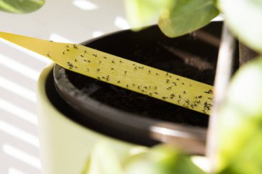 House plant with yellow sticky tape full of fungus gnats clipart
