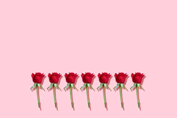 Rosas rojas con prominente borde de sombra sobre un fondo rosa - saludo — Foto de Stock