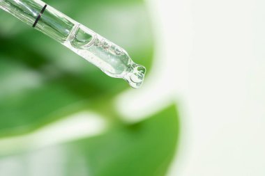 Sıvı ile pipette makrosu ve arka planda canavar yaprağı ile damla
