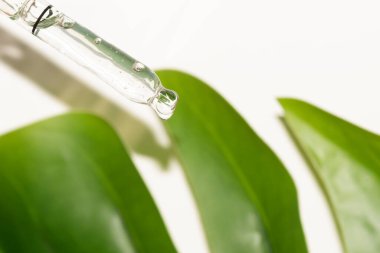 Sıvı ile pipette makrosu ve arka planda canavar yaprağı ile damla